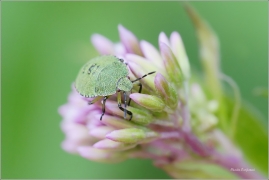 <p>KNĚŽICE TRÁVOZELENÁ larva (Palomena prasina) ---- /green shield bug - Grüne Stinkwanze/</p>